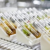 2011 singapore world orchid conference