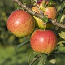 close up of five apples on a tree