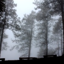 foggy forest in the mist with benches