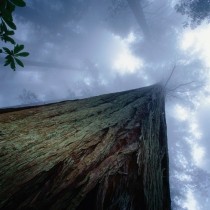 redwood tree low angle view