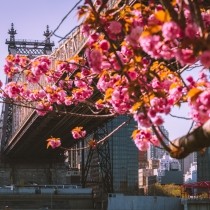 cherry blossoms in front of queensboro bridge